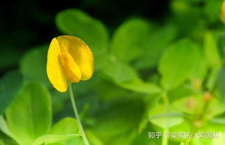蔓花生 蔓花生是花生吗 花生的蔓叶的图片