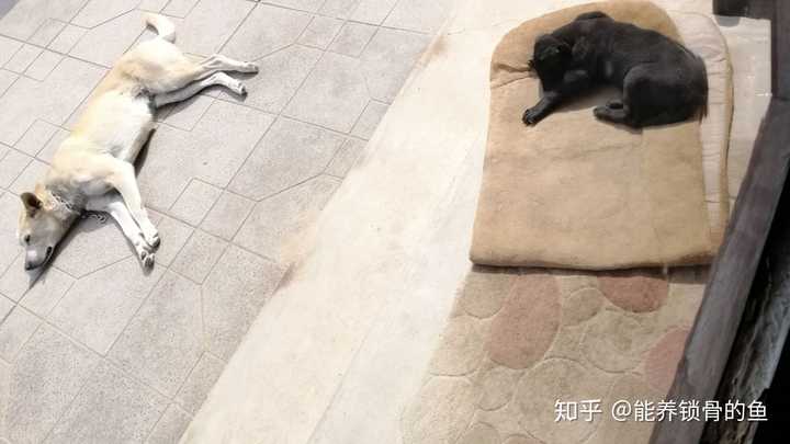 中华田园犬的颜值可以多高 能养锁骨的鱼的回答 知乎