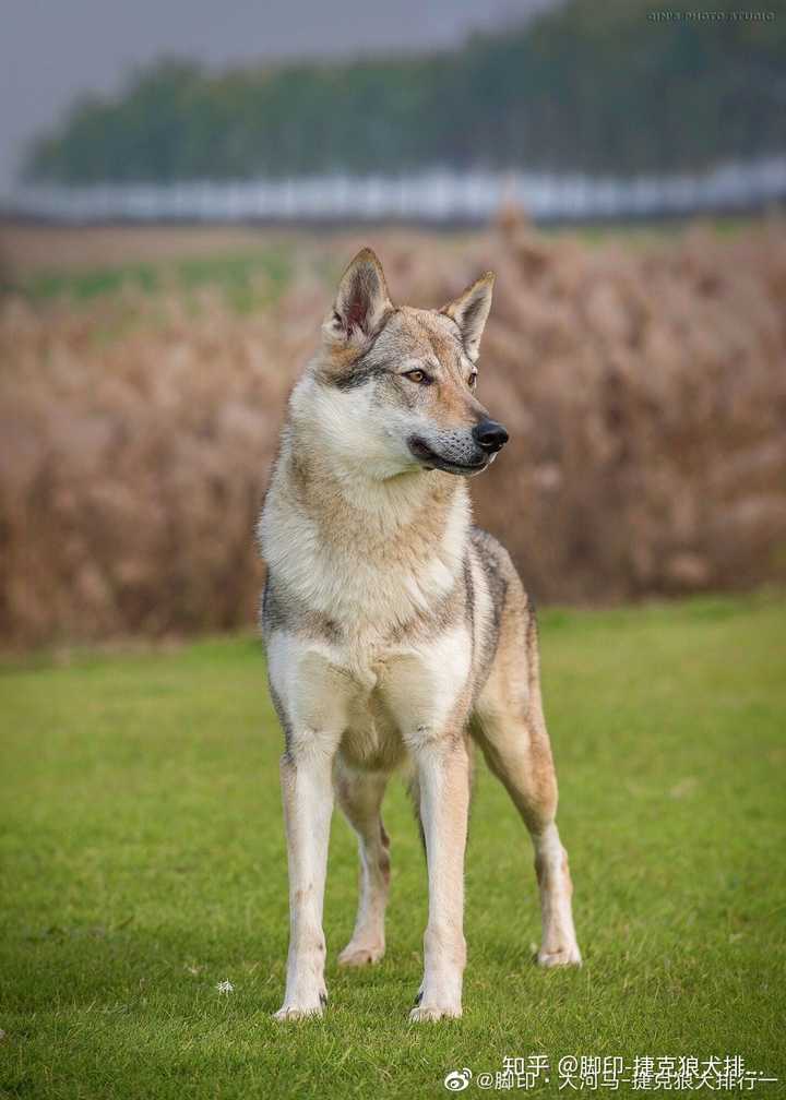 如何区分纯种捷克狼犬和狼串