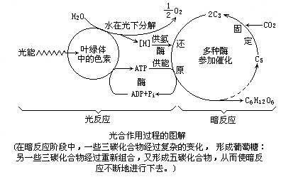 植物光合作用过程图解