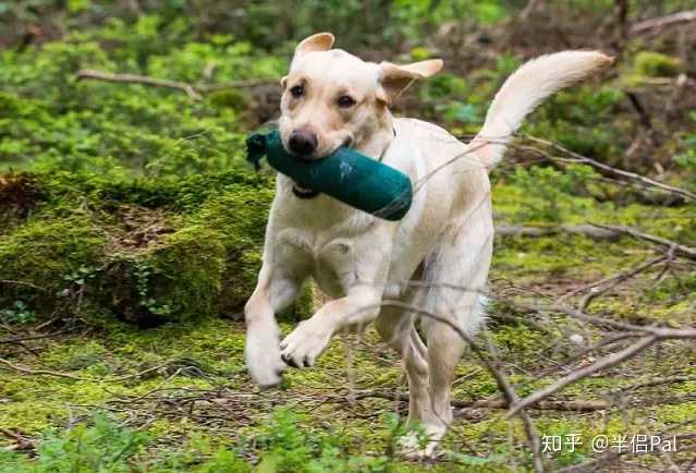 如何看待8岁治疗犬获博士学位 知乎