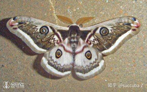 考虑是樟天蚕蛾,网图侵删