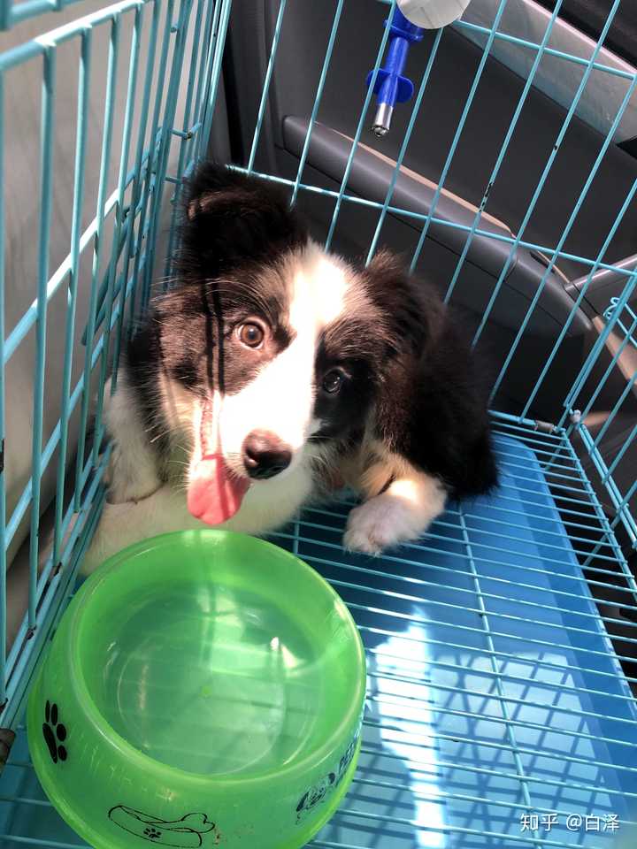 想养条狗,中意了柯基和边境牧羊犬,不知道该养哪个?