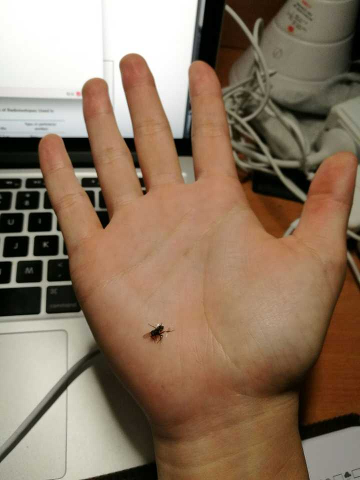 只凭单手不借助外物需达成怎么样的条件可以将蚊子拍死?