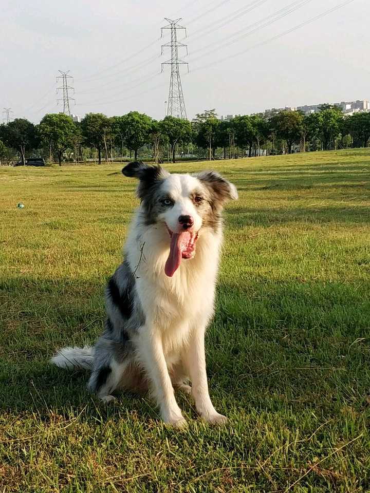 为何我家边牧3个多月有这么长的毛跟别的不一样?