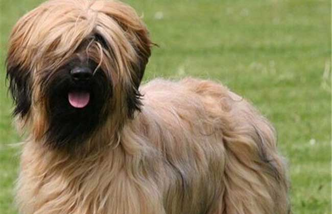 牧羊犬都有哪些种类 知乎 牧羊犬都有哪些种类 知乎