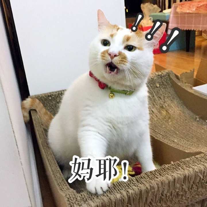 有没有猫咪的表情包?