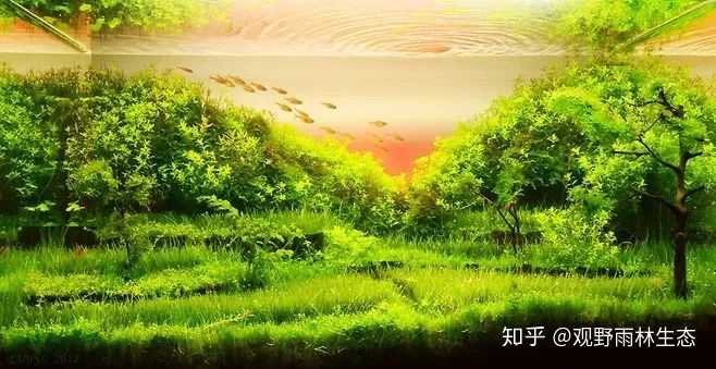 鱼缸造景 水草寿命大约是多久 知乎