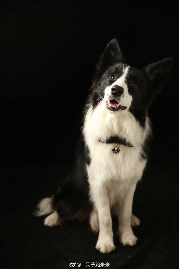 德牧和金毛养哪个好 知乎