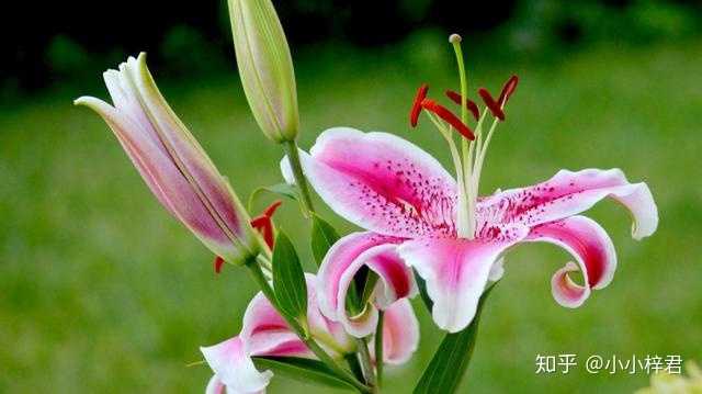 常见的花的花语是什么 知乎