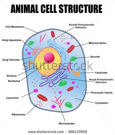 动物细胞的细胞液在哪 动物细胞和植物细胞图 低等植物细胞有大液泡吗