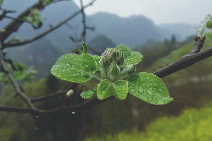 乌梅花的叶子图片图片