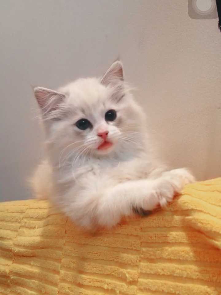 养布偶猫是种怎样的体验?