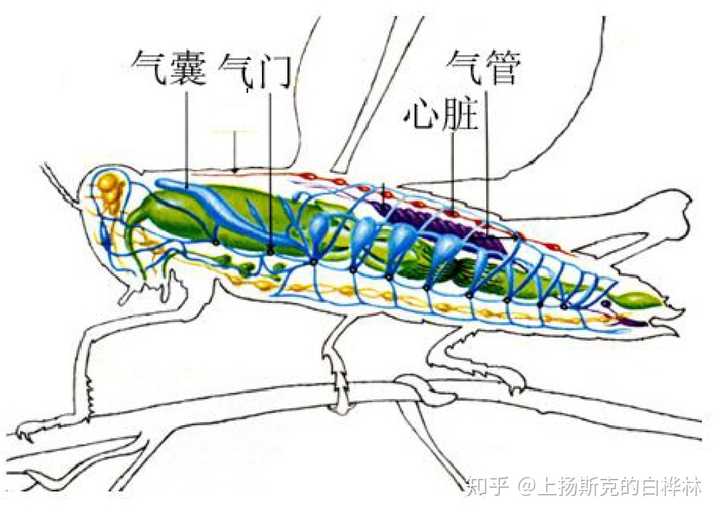 蝗虫腹部图片图片