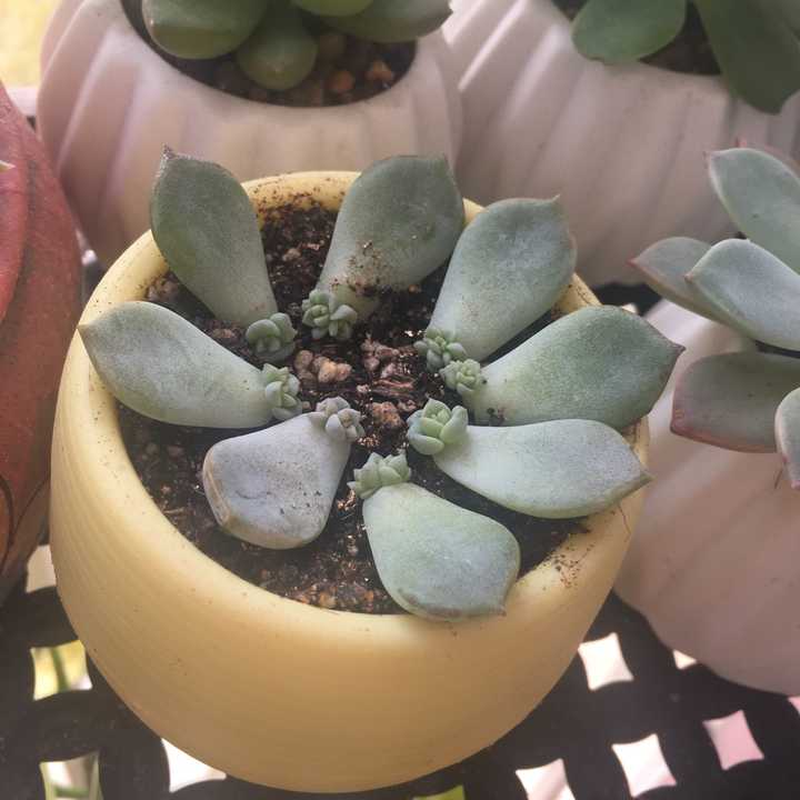 多肉要怎么叶插 知乎