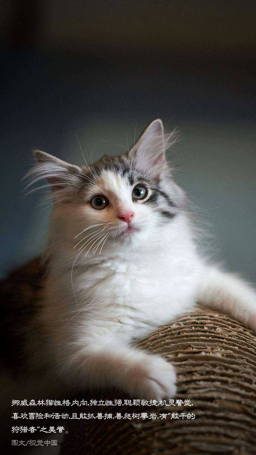 猫猫的起源可追溯至神话年代.并经常成为北欧神话的主人公.