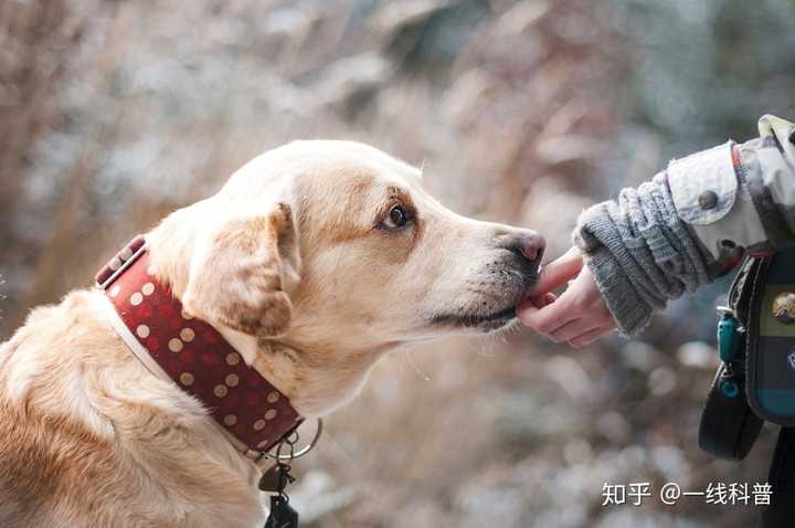 狗真的会在危险时刻保护人吗?