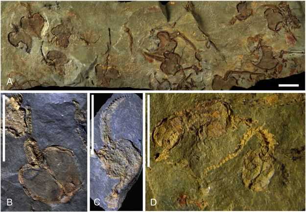 医学生的灵魂拷问为什么大部分动物形态学都是对称型的
