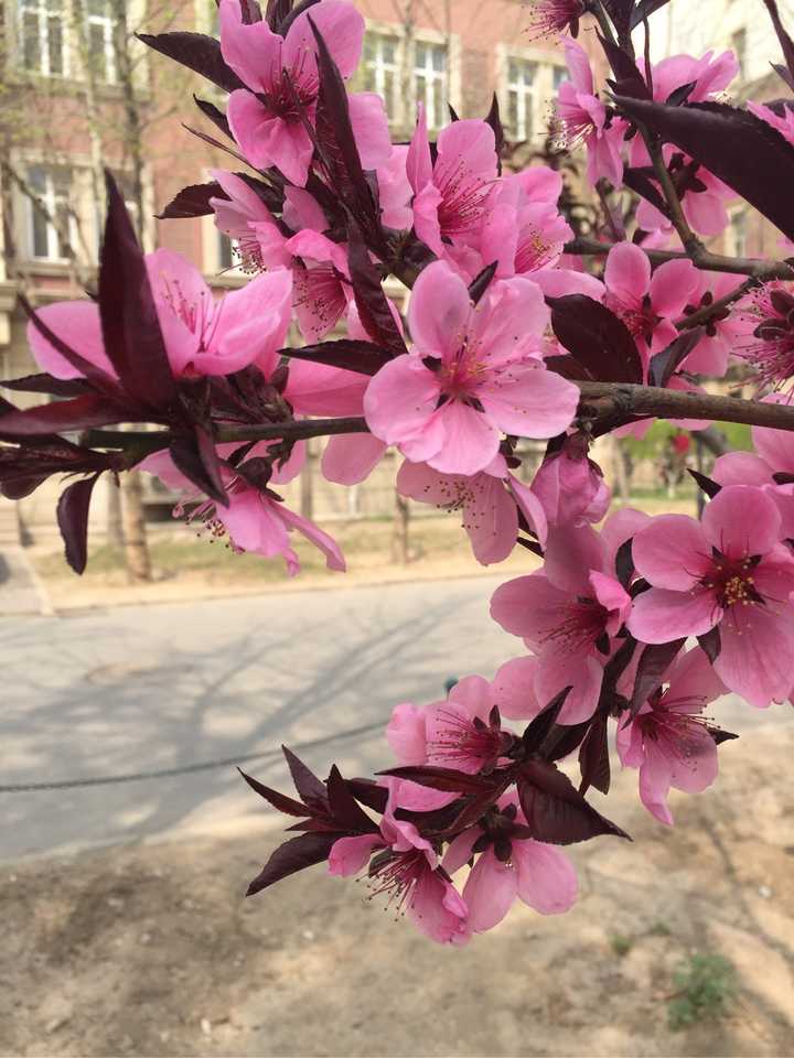 如何區別桃花,杏花,李花,櫻花,梨花和梅花?