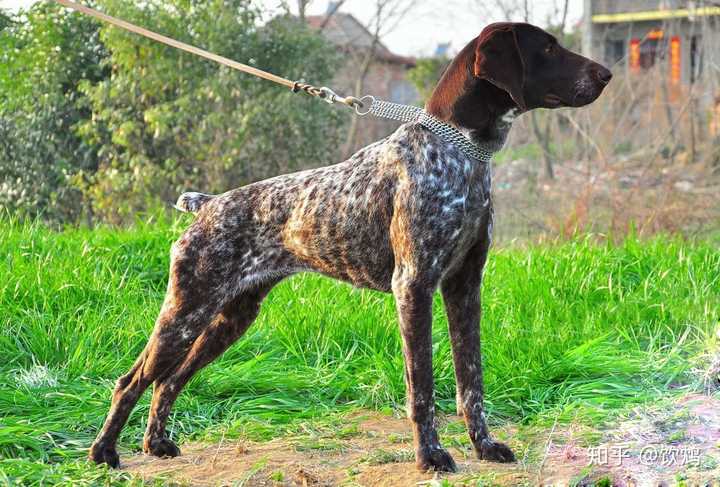 德国猎梗(小疯子,小怪兽,变态杀手,擅长打野兔,狐狸,獾)