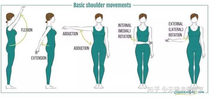 请问康复学中屈曲丶伸展丶回旋丶拉伸指什么动作?