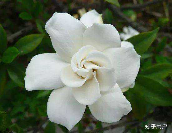 有什么比较推荐的栀子花香的香水?比较像栀子花的佳。? - 知乎