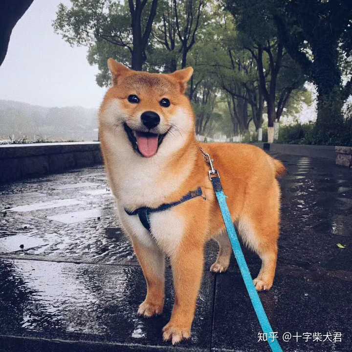 购买柴犬如何防骗 怎么样识别黑心犬舍 知乎 购买柴犬如何防骗 怎么样识别黑心犬舍 知乎