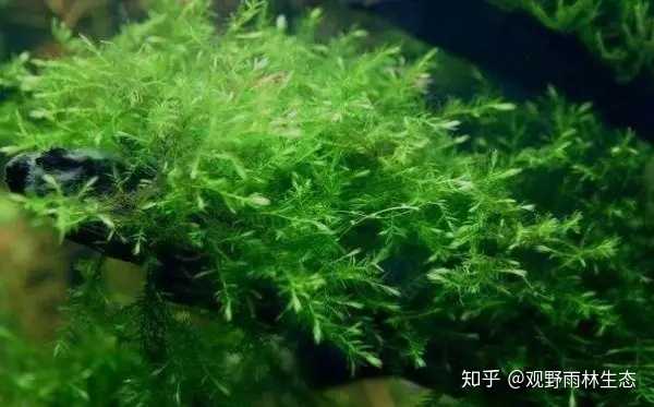 新手入门草缸造景 如何认识 挑选水草 知乎 新手入门草缸造景 如何认识 挑选水草 知乎