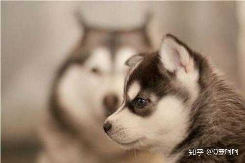 第一次养狗有什么注意事项 知乎