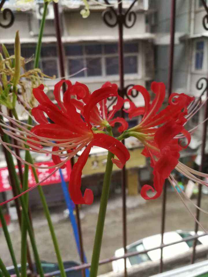 购买渠道:某宝,贴吧,qq群 2.大球价格:红色(普通红花石蒜)1块/个