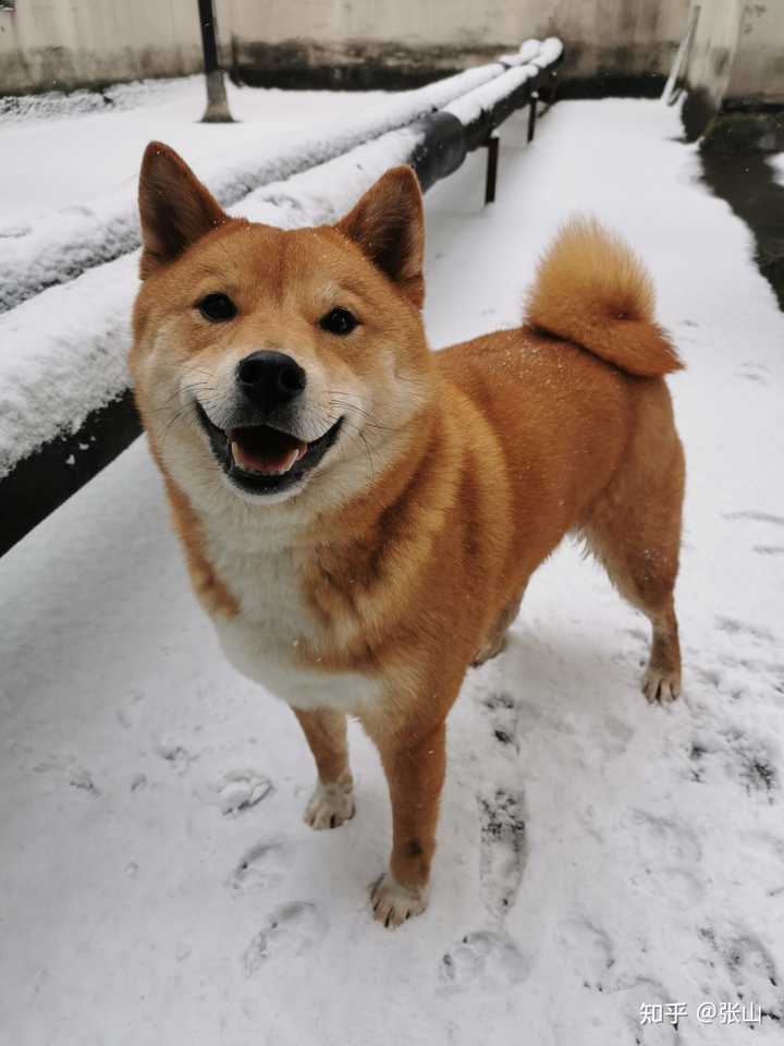 柴犬一点都不亲人怎么办啊 知乎