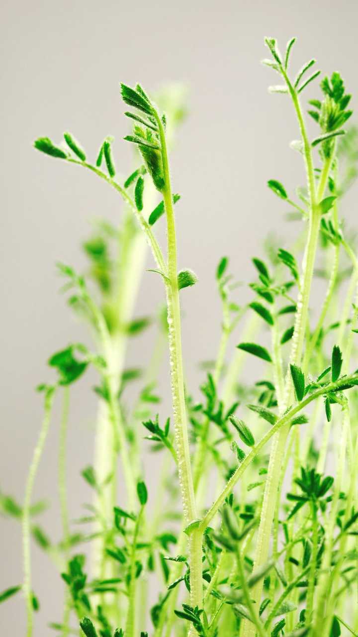 有什么干净清爽的壁纸?