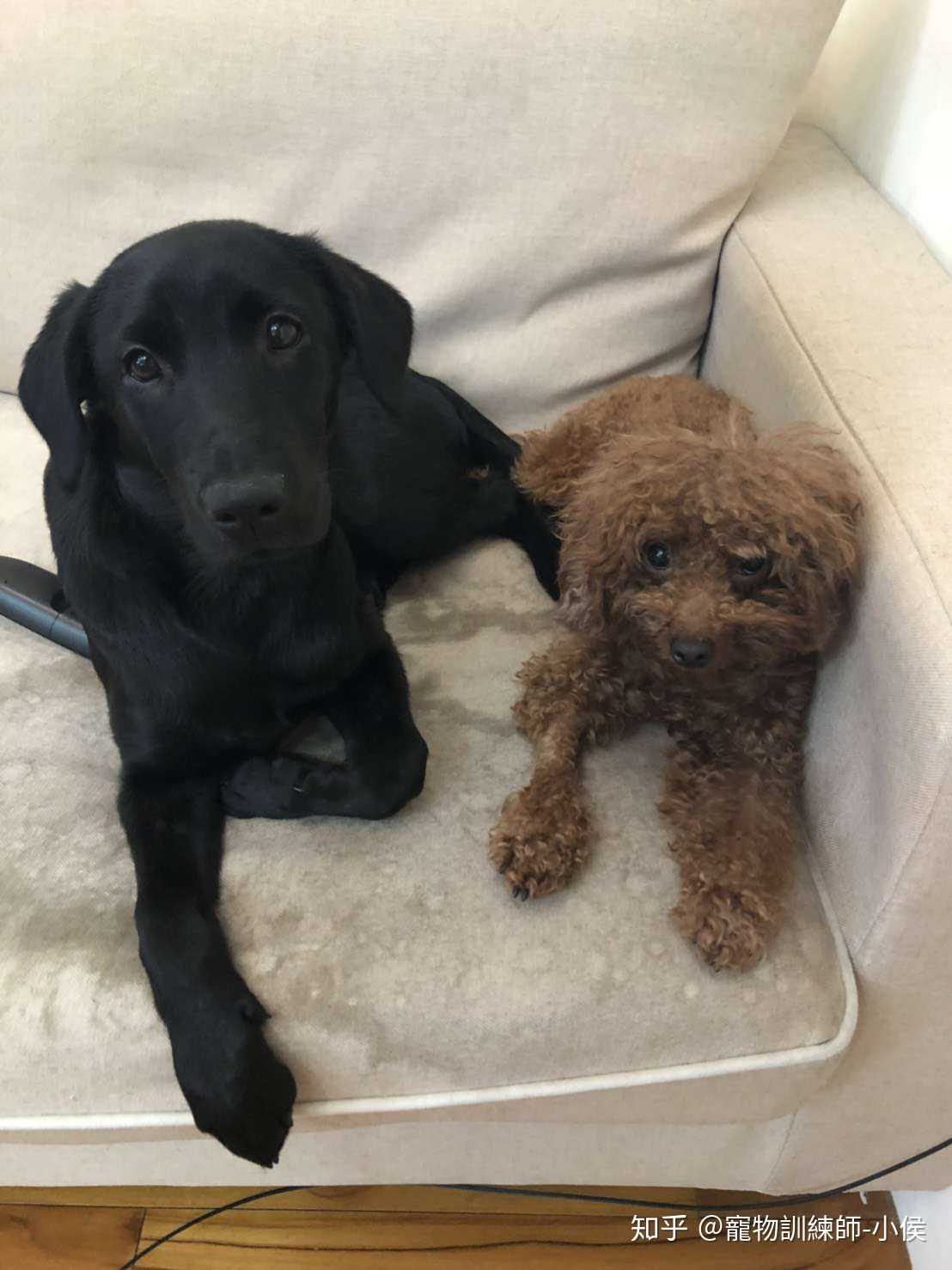 78分享一件让我感动开心的事- 关于两狗… - 知乎