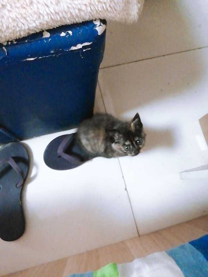 猫真的有吃人的想法吗 知乎