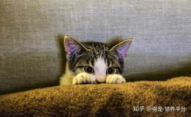 你知道哪些爱猫的大人物 知乎 你知道哪些爱猫的大人物 知乎