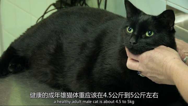 怎么控制猫的体重 克力喵的回答 知乎