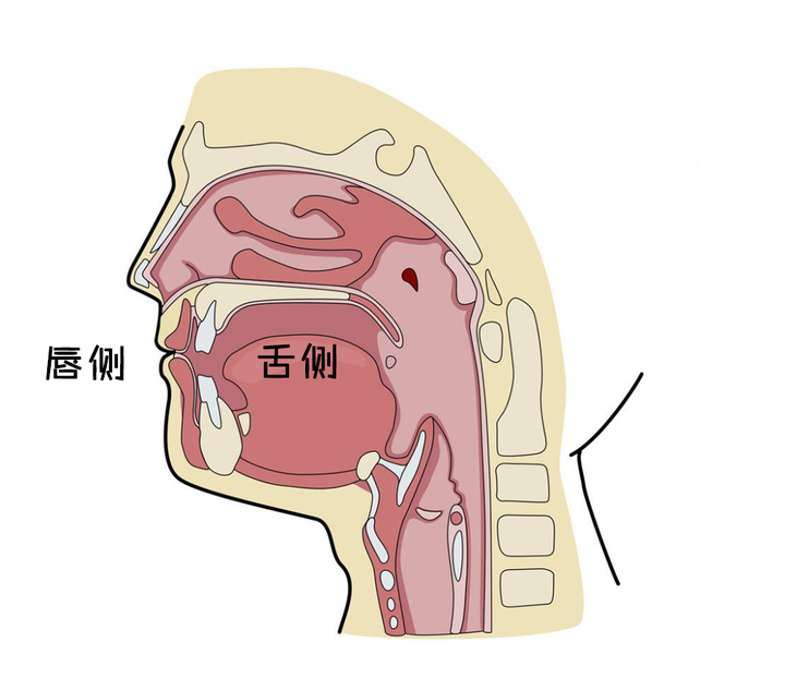 怎样判断嘴凸是骨性的还是牙性的? - 知乎