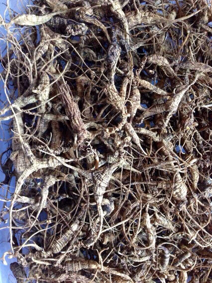 转载自                                    野人参用处真的有那么