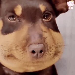 胖脸狗表情包图片