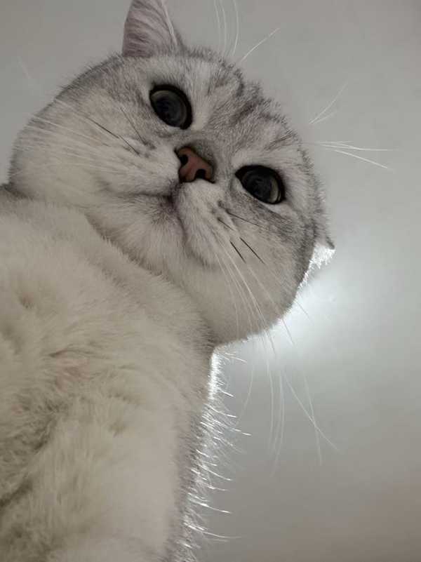 在猫咪眼中，人类的哪些行为，是它们认为『流氓』且没礼貌的？