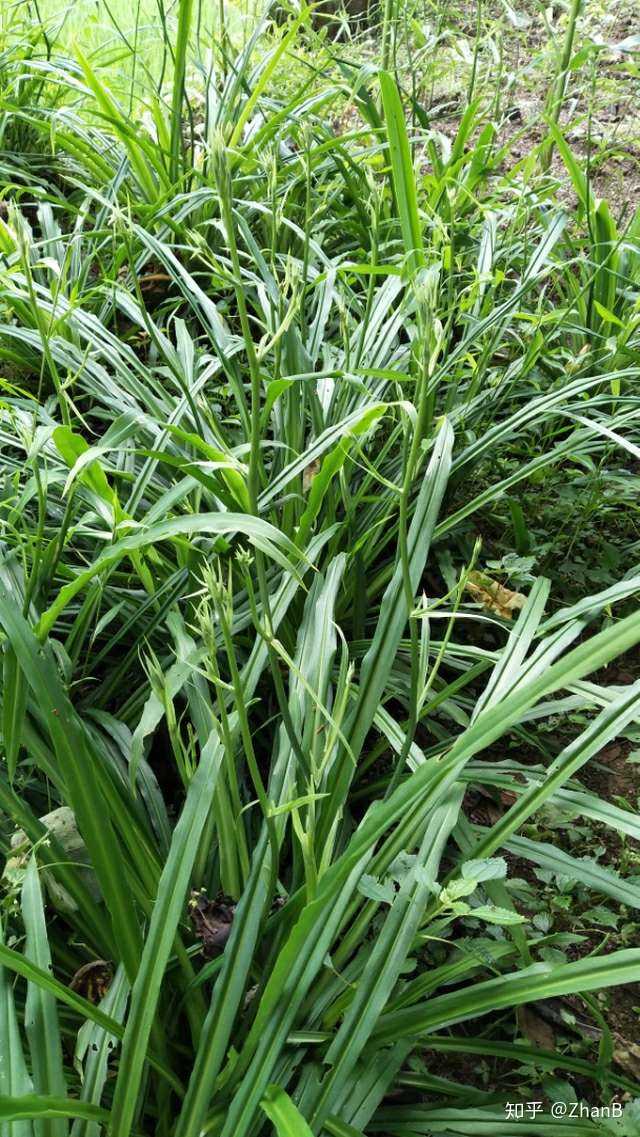 请您关注下此参锝惺裁词槊?我老家里的… - 知乎