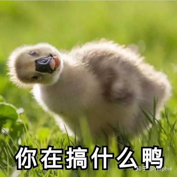 有什么好玩的表情包?