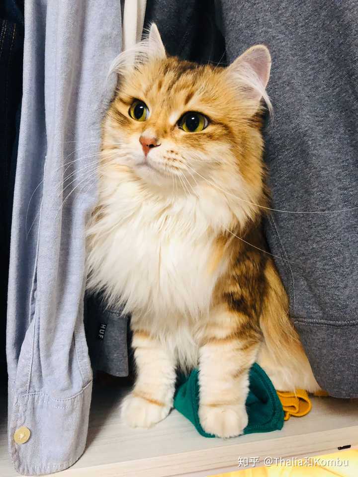 你会选择养布偶猫还是挪威森林猫?为什么?