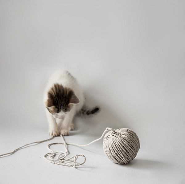 你家的猫喜欢玩什么玩具?