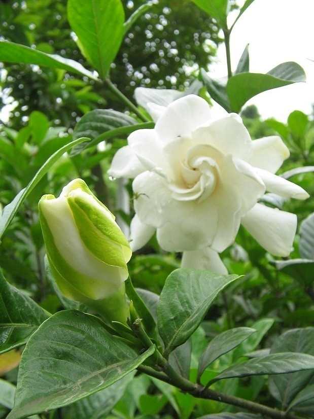 又香又好养的,我最推荐栀子花和茉莉花,放有阳光的地方偶尔浇浇水就