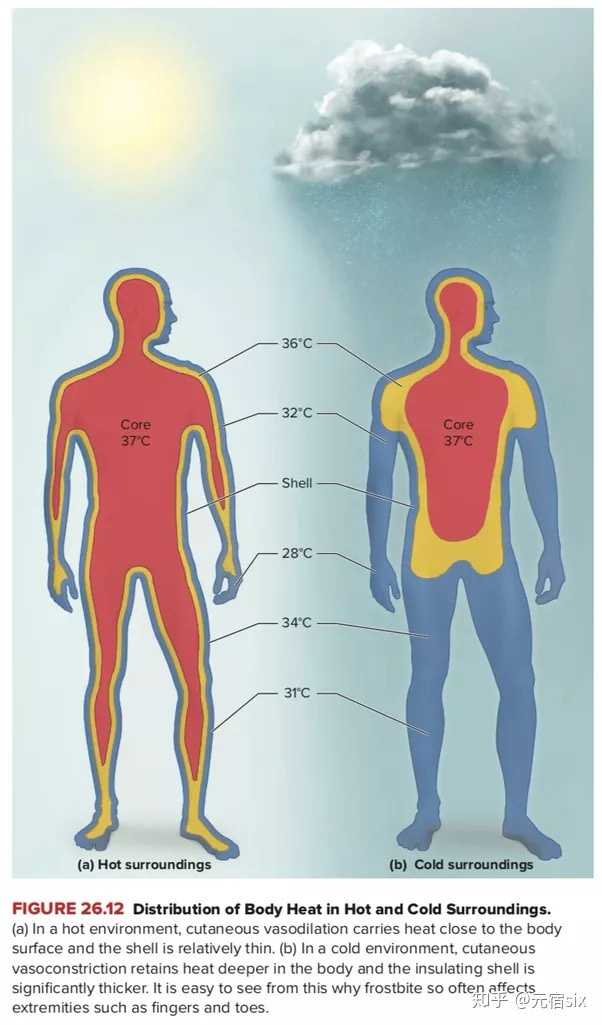通常四肢和皮肤较体内低,越靠近体腔内部温度越准确