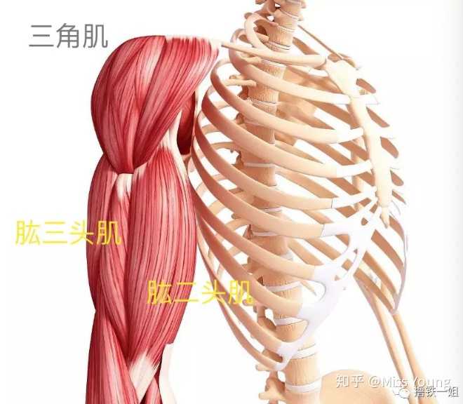 先来看手臂主要的肌肉,肩部的三角肌,分为前束,中束,后束,还有肱二头