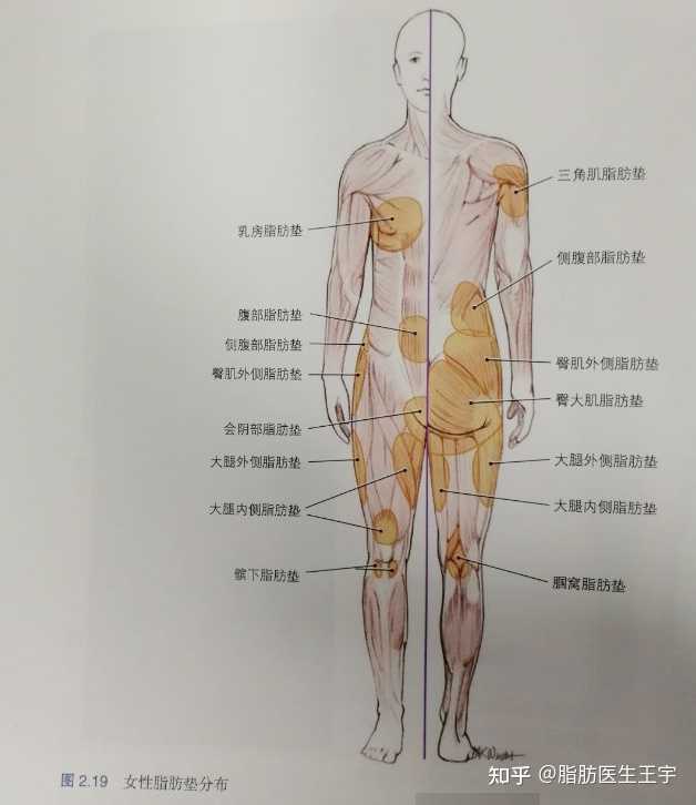 男性与女性脂肪垫分布能看出哪些不同吗67676767