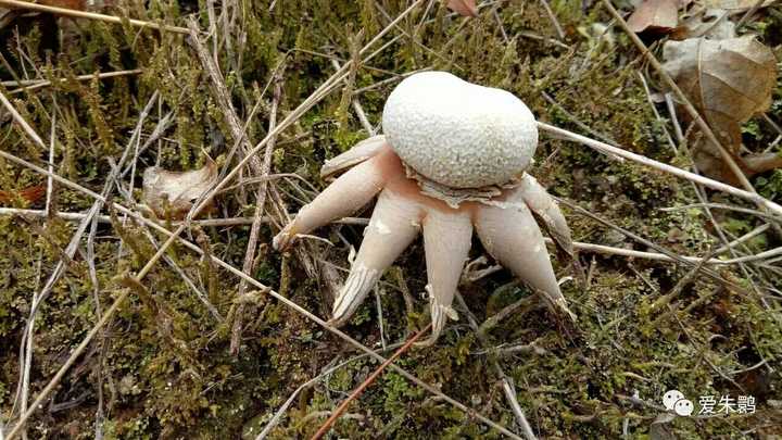 这货叫地星! 一种中药材! 菌类! 卧槽死萌死萌的(  )! (来源见水印)