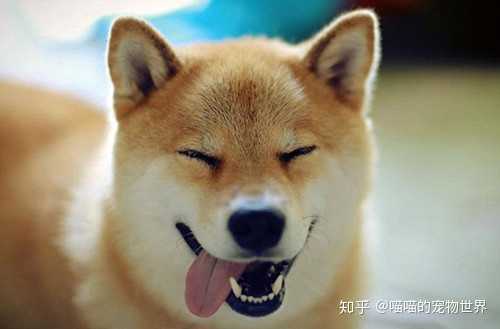五个月左右柴犬一天吃50g左右的狗粮 怎么办 知乎 五个月左右柴犬一天吃50g左右的狗粮 怎么办 知乎